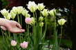 nawożenie tulipanów w ogrodzie