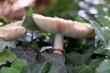 FU 2021-07-18 WeiPilz 26 Im Efeu wächst ein Pilz mit weißen Lamellen