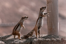 Two Squirrel Standing On A Stone Wall Waiting For Food.Wild Life Concept