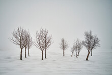 Bare Trees In Winter Snow Free Stock Photo - Public Domain Pictures