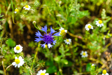 die blaue Kornblume centaurea cyanus gehört zu den essbaren Blumen