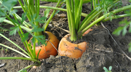 Wall Mural - Carrots growing in open organic soil