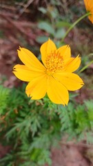 yellow flower on a green background