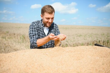 Wall Mural - farmer looking at wheat grain in trailer after harvest.