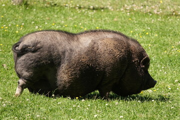 Canvas Print - Haengebauchschwein