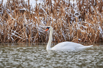 Wall Mural - Mute swan swimming in a pond in the winter season (Cygnus olor)