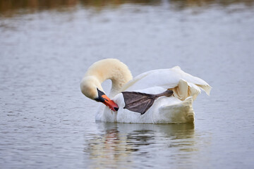 Wall Mural - Mute swan preening feathers in  winter season (Cygnus olor)