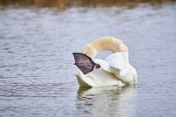 Wall Mural - Mute swan preening feathers in  winter season (Cygnus olor)