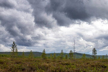 Northern landscape with a swamp and large clouds. Arctic. Border of Russia and Norway