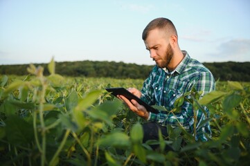 Agronomist inspects soybean crop in agricultural field - Agro concept - farmer in soybean plantation on farm