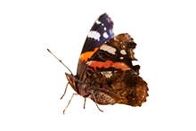 Red Admiral Butterfly  ( Vanessa Atalanta )