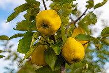 Ripe Yellow Quince Fruits On A Tree