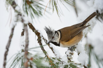 Wall Mural - crested tit or european crested tit (lophophanes cristatus)