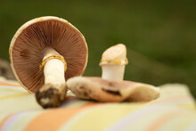 Poisonous Mushrooms. Two Mushrooms, Colorful Fabric, Green Background. The Yellow-stainer, Agaricus Xanthodermus.