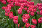 Fototapeta Tulipany - Pink Tulips in garden 