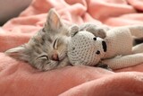 Fototapeta Koty - Cute kitten sleeping with toy on soft pink blanket