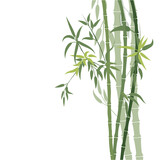 Fototapeta Sypialnia - bamboo isolated on white