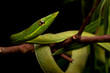 macro of green snouted vine snake on the black background