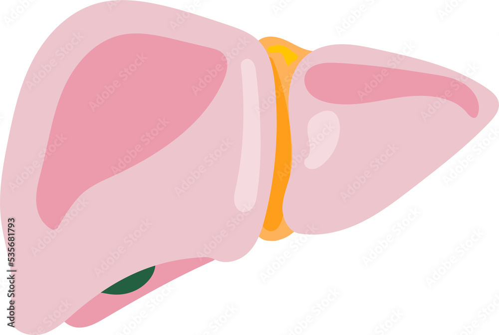 liver human internal organ anatomy vector illustration flat design ...