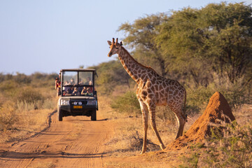 a wild giraffe crosses an african road ahead of a safari vehicle of tourists