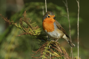 Poster - A Robin, Erithacus rubecula, perching on a bracken in autumn.