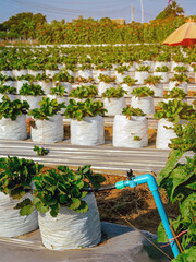 Wall Mural - Valves drip irrigation system in organic strawberry farm. Watering plants system in garden. Sprinkler watering valve for watering young strawberry tree to freshness and growth. Agriculture Technology.