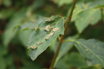 Close-up of Forsythia bush with green leaves with gray spots and galls in the garden on early autumn 