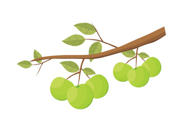 Wall Mural - apples. green apple fruit vector. illustration of apples on a tree branch with green leaves. natural
