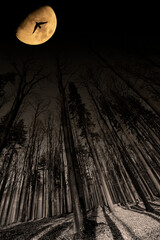 Poster - forest and the Moon - night landscape