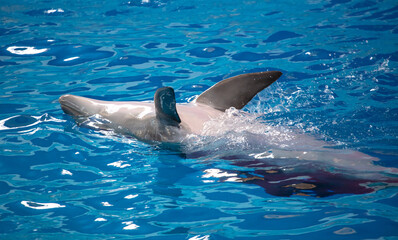 Dolphin swims in the pool.