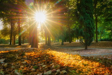 Poster - Sunrise in autumn forest wit sun flare. Tree Cathedral in Milton Keynes. England