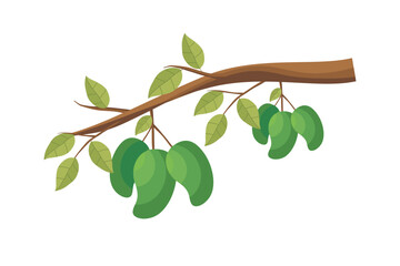 Wall Mural - mango. green mango fruit vector. illustration of mango fruit on a tree branch with green leaves. nat