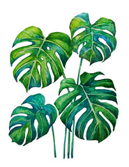 Wall Mural - Vector Isolated image monstera leaves made with watercolor. Jungle, Tropical botanical illustration. Jungalow Style