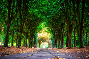 Poster - Walkway lane path with green trees in the park