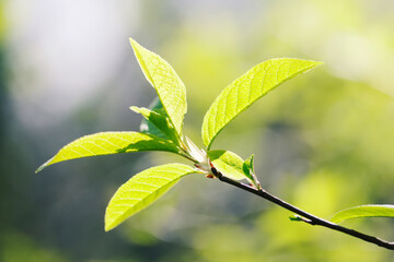 Canvas Print - Spring summer nature background with bright fresh green leaves close-up. Pear tree leaf texture and pattern macro view. Shallow depth of field.