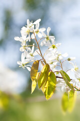 Wall Mural - Sunlight spring park nature, tree branchwhite flowers and first leaves. Shallow depth of field, selective focus.