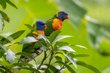 Fototapeta Tęcza - Two rainbow lorikeets parrot on the top of a tree with a green background (Trichoglossus moluccanus)