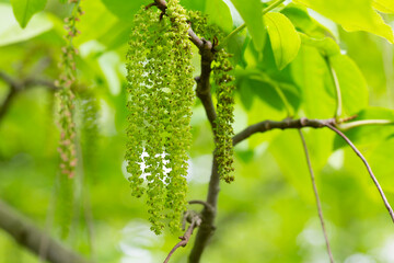 The branch of Manchurian nut-tree Juglans mandshurica with catkins. natural spring background