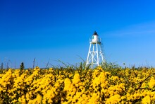 East Cote Lighthouse At Silloth With Yellow Gorse Flowers Against A Blue Sky