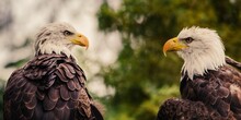 Closeup Of Two Bald Eagles Looking At Each Other