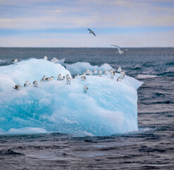 Poster - Drifting iceberg with sea gulls near glacier lagoon Jökulsarlon - iceland 