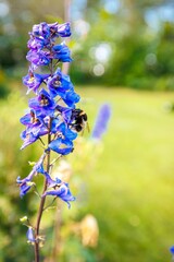 Sticker - Selective of bee collecting pollen from a blue flower