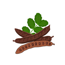 Vector Illustration, Carob Pods And Beans, With Green Leaves, Isolated On A White Background.