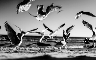 Sticker - Grayscale of seagulls flying and perching on the beach