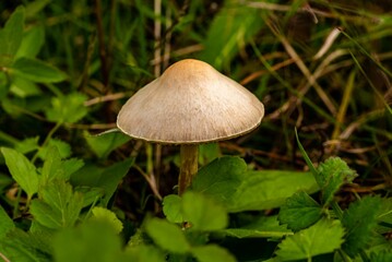 Wall Mural - Closeup shot of a single Psathyrella conopilus mushroom in a forest