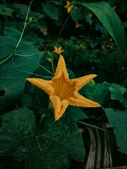 Wall Mural - Vertical closeup shot of a yellow pumpkin flowers blooming in the garden