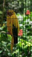 Vertical Shot Of A Golden Conure Parrot (Guaruba Guarouba) In A Cage