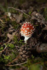 Young fly amanita (Amanita muscaria), poisonous mushroom