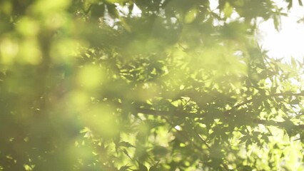 Sticker - growth tree in sunbeam