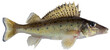 Freshwater fish isolated on white background closeup. The  Donets ruffe is a  fish in the family Percidae, type species: Gymnocephalus acerina